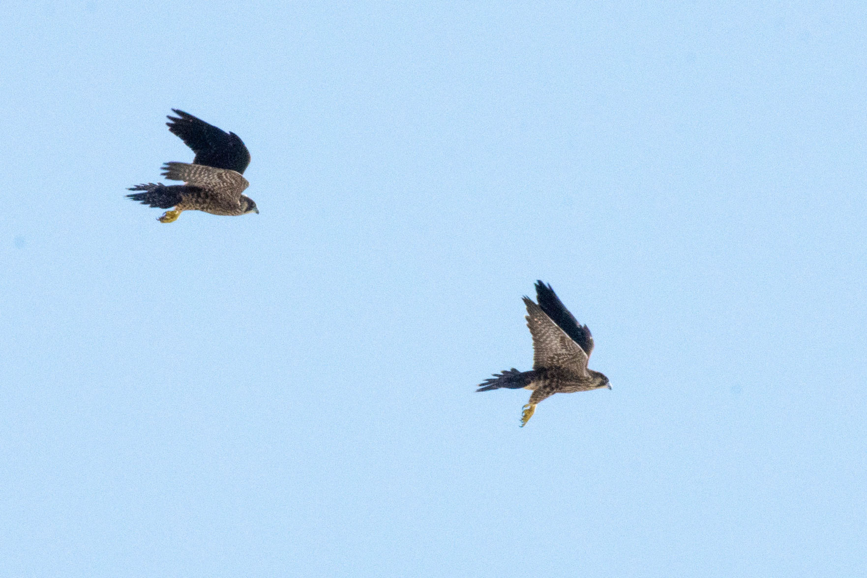 juveniles one